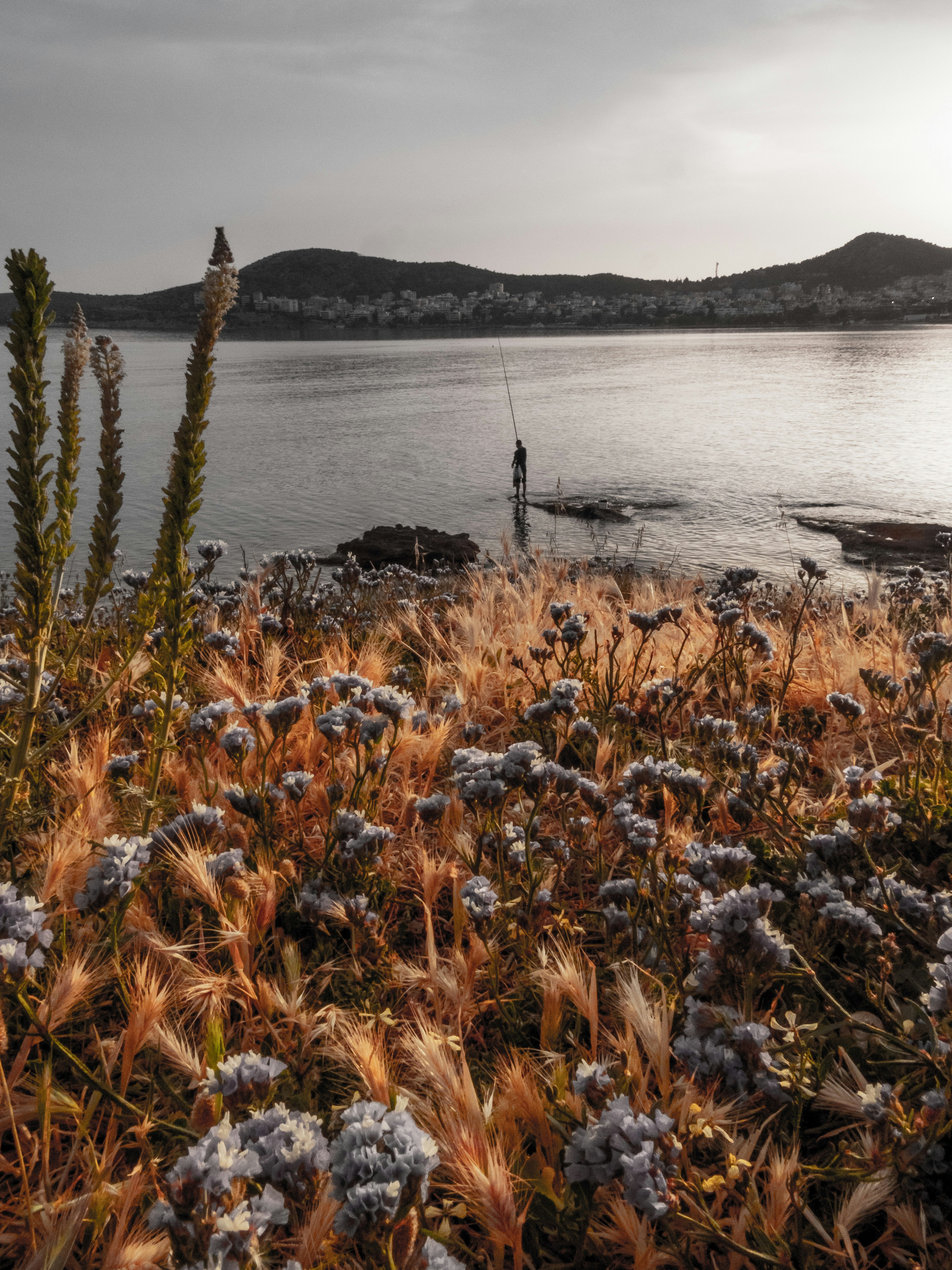 brown grass near body of water during daytime